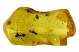 Two Fossil Ants (Formicidae) & A Beetle (Coleoptera) In Baltic Amber #105485-4
